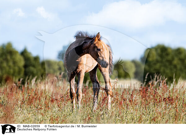 Deutsches Reitpony Fohlen / German Riding Pony foal / MAB-02659