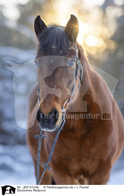 Deutsches Reitpony / German Riding Pony / JEP-01246