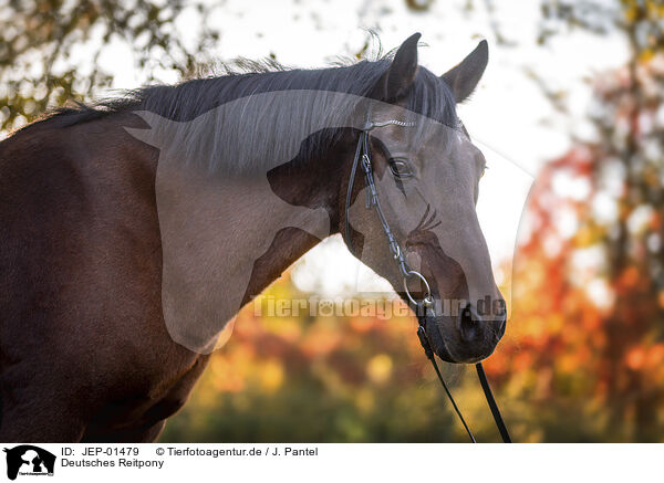 Deutsches Reitpony / German Riding Pony / JEP-01479