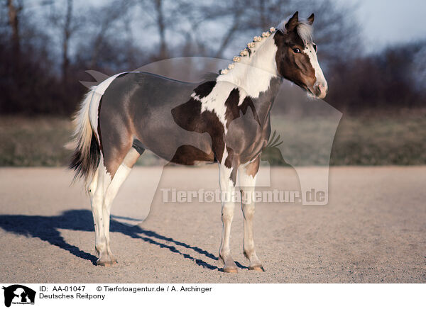 Deutsches Reitpony / German Riding Pony / AA-01047