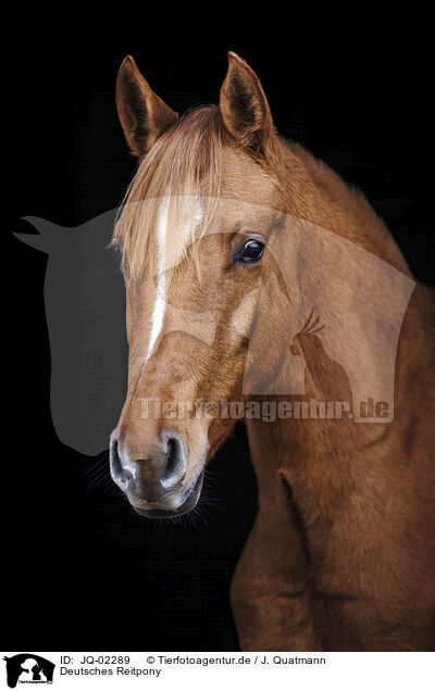 Deutsches Reitpony / German Riding Pony / JQ-02289