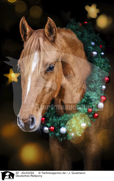 Deutsches Reitpony / German Riding Pony / JQ-02292