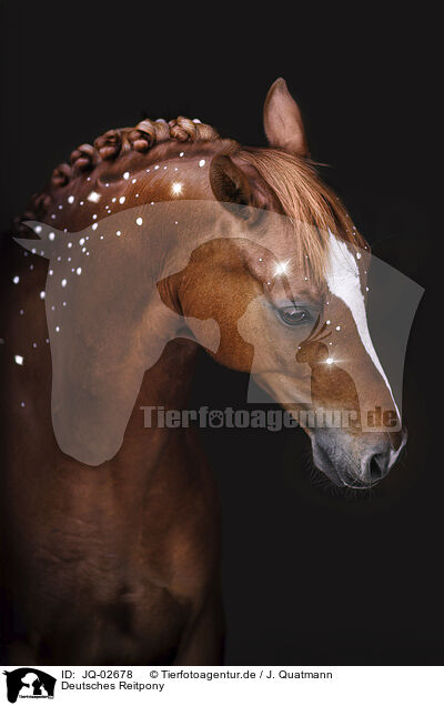 Deutsches Reitpony / German Riding Pony / JQ-02678