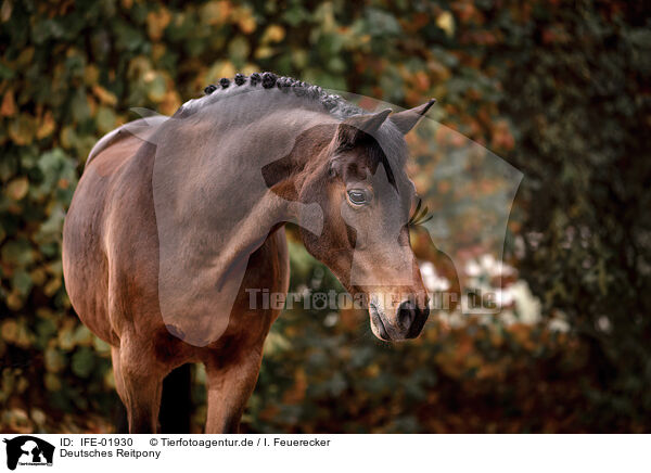 Deutsches Reitpony / German riding pony / IFE-01930