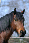 Deutsches Reitpony im Portrait