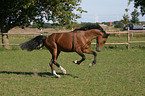 Deutsches Reitpony im Galopp