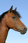 Deutsches Reitpony Portrait