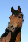 Deutsches Reitpony Portrait