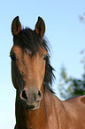 Deutsches Reitpony im Portrait