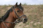 Deutsches Reitpony Portrait