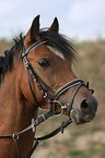 Deutsches Reitpony Portrait