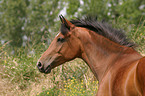 Deutsches Reitpony Portrait