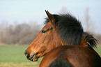 Deutsches Reitpony Portrait