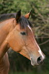 Deutsches Reitpony Portrait