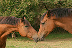 Deutsche Reitponies bei der Begrung