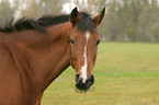 Deutsches Reitpony Portrait