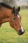 Deutsches Reitpony Portrait