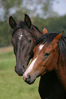 Deutsches Reitpony und Edles Deutsches Warmblut