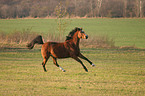 Deutsches Reitpony im Galopp