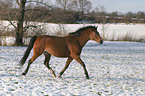 trabendes Pony im Schnee