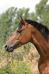 Deutsches Reitpony Portrait