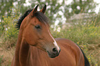 Deutsches Reitpony Portrait