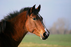 Deutsches Reitpony Portrait