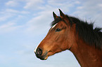 Deutsches Reitpony Portrait