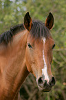 Deutsches Reitpony Portrait