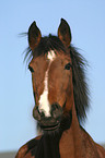 Deutsches Reitpony Portrait