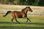 Deutsches Reitpony im Galopp