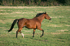 Deutsches Reitpony im Trab