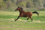 Deutsches Reitpony im Galopp