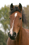 Deutsches Reitpony Portrait