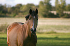 Deutsches Reitpony Portrait