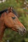 Deutsches Reitpony Portrait