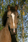 Deutsches Reitpony im Portrait