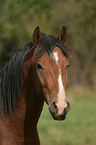 Deutsches Reitpony Portrait