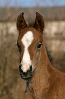 Deutsches Reitpony Fohlen im Portrait