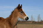 Deutsches Reitpony Fohlen im Portrait