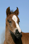 Deutsches Reitpony Fohlen im Portrait