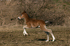 galoppierendes Deutsches Reitpony Fohlen