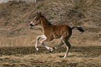 galoppierendes Deutsches Reitpony Fohlen