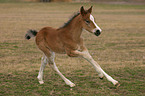 galoppierendes Deutsches Reitpony Fohlen