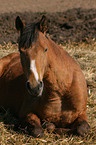 liegendes Deutsches Reitpony