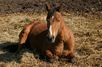 liegendes Deutsches Reitpony