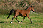 Deutsches Reitpony im Trab