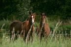 Deutsche Reitponys auf der Wiese