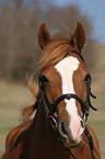 Deutsches Reitpony Portrait