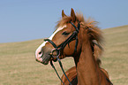 Deutsches Reitpony Portrait